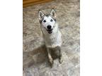 Adopt Olivia a Tricolor (Tan/Brown & Black & White) Husky / Mixed dog in Pilot