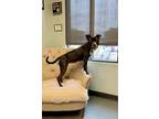 Adopt Pink Power Ranger a Staffordshire Bull Terrier / Mixed dog in Richmond