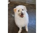 Adopt TOP a White Wheaten Terrier / Mixed dog in Agoura Hills, CA (41239227)