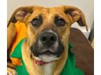 Adopt Ashley a Tricolor (Tan/Brown & Black & White) Black Mouth Cur / Mastiff /