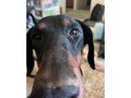 Adopt Cindy Lou a Tan/Yellow/Fawn Doberman Pinscher / Mixed dog in Fountain