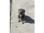 Adopt Caine a Gray/Silver/Salt & Pepper - with White American Pit Bull Terrier /