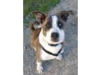 Adopt Oahu a Brindle Chow Chow / German Shepherd Dog / Mixed dog in Kellogg