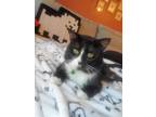 Adopt Cloud a Black & White or Tuxedo American Shorthair / Mixed (short coat)