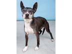Adopt COOKIE a Black - with White Pit Bull Terrier / Mixed dog in Pasadena