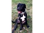 Adopt Dozier a Labrador Retriever / Mixed Breed (Medium) / Mixed dog in St.