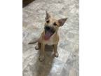 Adopt Zoom a Tan/Yellow/Fawn - with Black Black Mouth Cur / Mixed dog in Pilot