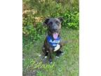 Adopt Blaine 29870 a Brindle Plott Hound dog in Joplin, MO (41063868)