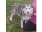 Adopt Kachina a Gray/Silver/Salt & Pepper - with White Alaskan Malamute / Mixed