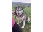 Adopt Harmony a Black - with Gray or Silver Alaskan Malamute / Mixed dog in