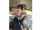 Adopt Dude a Australian Cattle Dog / Mixed dog in Lunenburg, VT (41238765)