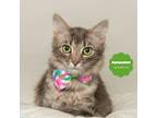 Adopt PYEWACKET (Quiet & Dignified) a Gray, Blue or Silver Tabby Domestic