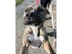 Adopt Wild Thang a Merle American Pit Bull Terrier / Mixed Breed (Medium) /