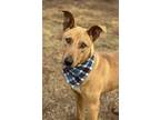 Adopt Trooper a Labrador Retriever / Carolina Dog / Mixed dog in Phoenix