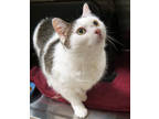 Adopt Precious (at Smitten Kitten) a White Domestic Shorthair / Mixed Breed