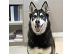 Adopt Spike a Black - with White Husky / Mixed dog in Rohnert Park