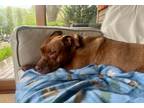 Adopt Bambi a Brown/Chocolate Mixed Breed (Small) / Mixed Breed (Medium) / Mixed