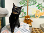 Adopt Estelle a All Black Domestic Shorthair / Mixed Breed (Medium) / Mixed