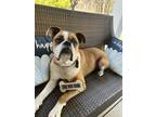 Adopt Bruno a Brown/Chocolate - with White Boxer / Mixed dog in Scottsville