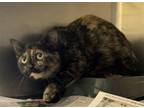 Adopt BARN CATS a Brown Tabby Domestic Shorthair / Mixed (short coat) cat in