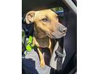 Adopt King a Tan/Yellow/Fawn Black Mouth Cur / Mixed dog in Melrose