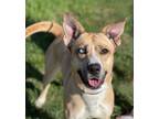 Adopt Remi a Tan/Yellow/Fawn Alaskan Klee Kai / Mixed Breed (Medium) / Mixed