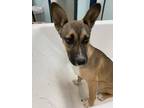 Adopt Dory K79 4-19-24 a Black German Shepherd Dog / Mixed Breed (Medium) /