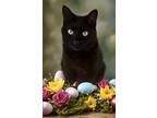 Adopt Aquafina a All Black American Shorthair (short coat) cat in Fort