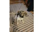 Adopt Paul a Tricolor (Tan/Brown & Black & White) Great Pyrenees / Shepherd