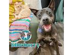 Adopt Blueberry a Gray/Blue/Silver/Salt & Pepper Pit Bull Terrier dog in Provo