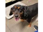 Adopt Piper a Tricolor (Tan/Brown & Black & White) Labrador Retriever / Cocker