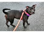Adopt Rihanna a American Pit Bull Terrier / Mixed dog in Ridgely, MD (41226528)