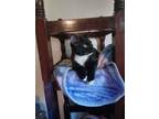 Adopt Boogerbutt a Black & White or Tuxedo American Shorthair / Mixed (short