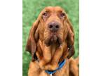 Adopt Alfie a Brindle Bloodhound / Mixed Breed (Medium) / Mixed (short coat) dog