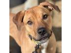 Adopt Maggie a Brown/Chocolate - with Black Boxer / Mixed Breed (Medium) / Mixed