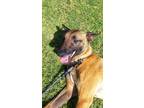 Adopt Gracie a Belgian Malinois dog in Encinitas, CA (41207100)