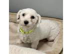 Adopt Blanche a White Bichon Frise / Mixed dog in Whitehall, PA (41236683)