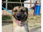 Adopt Sheba a Tan/Yellow/Fawn Cattle Dog / German Shepherd Dog dog in Garner