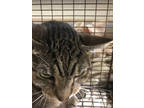 Adopt Piper (Merritt Island Adoption Center) a Brown Tabby Domestic Shorthair /