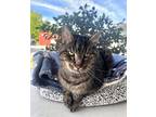 Adopt Mr. Wilson a Brown Tabby Domestic Shorthair / Mixed Breed (Medium) / Mixed
