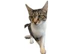 Adopt Mika a Brown Tabby Domestic Shorthair / Mixed (short coat) cat in Anoka