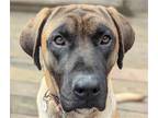 Adopt Grandin a Mastiff / Mixed dog in San Ramon, CA (40863668)