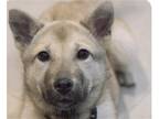 Adopt Yumi a Jindo / Mixed dog in San Ramon, CA (41185340)