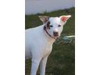 Adopt Donna a Tricolor (Tan/Brown & Black & White) Australian Shepherd dog in