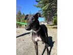Adopt Bogey a Black Greyhound / Mixed dog in Swanzey, NH (41136789)