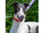 Adopt Zimi a White - with Black Greyhound / Mixed dog in Swanzey, NH (41136701)