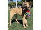 Adopt BRANDY a Tan/Yellow/Fawn - with Black Black Mouth Cur / Anatolian Shepherd