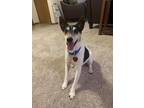 Adopt Dexter a White Jack Russell Terrier / Mixed dog in Plain City