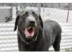 Adopt Manny a Merle Labrador Retriever / Mixed Breed (Medium) / Mixed (short