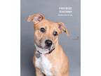 Adopt Freckles a Catahoula Leopard Dog / American Pit Bull Terrier / Mixed dog